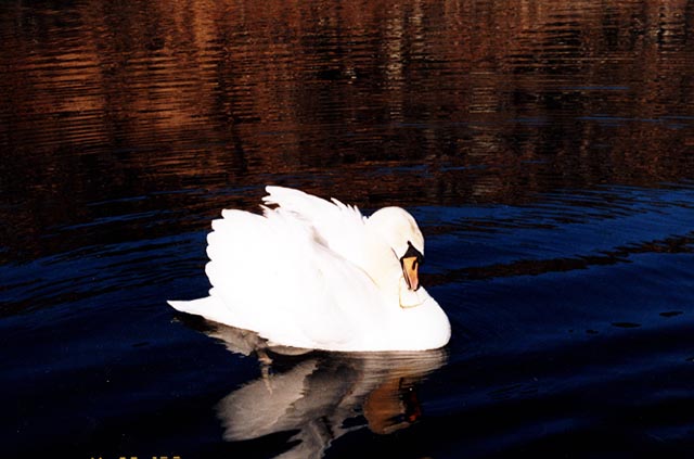 Swan