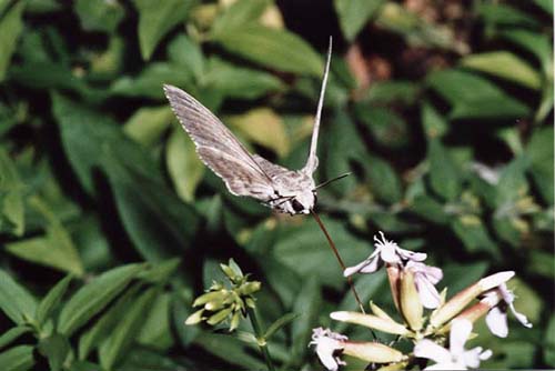 Moth
