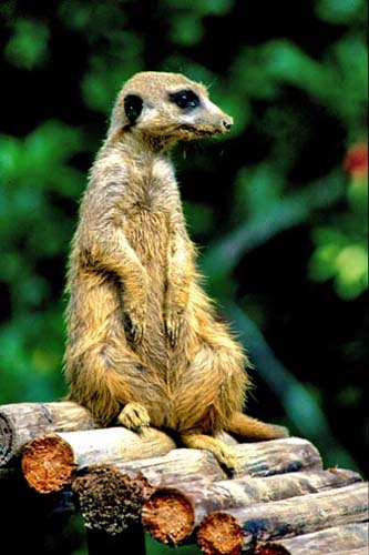 Meerkat