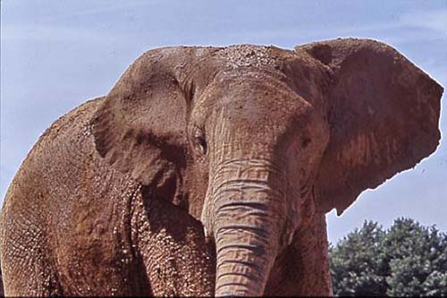 Elephant