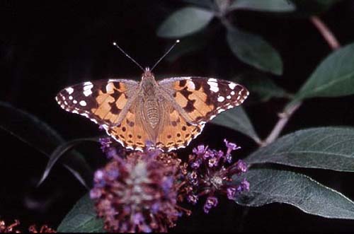 Painted Lady Butterfly