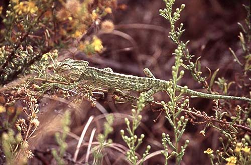 Green Chameleon