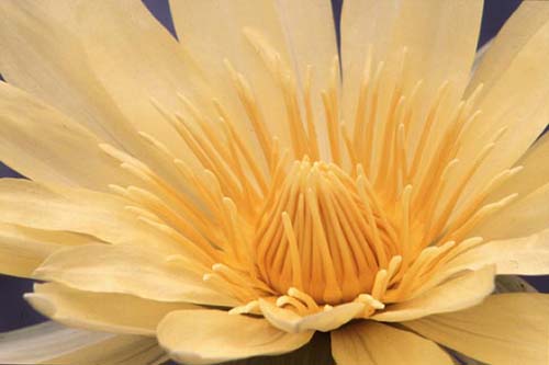 water lily