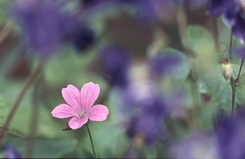Hardy Geranium