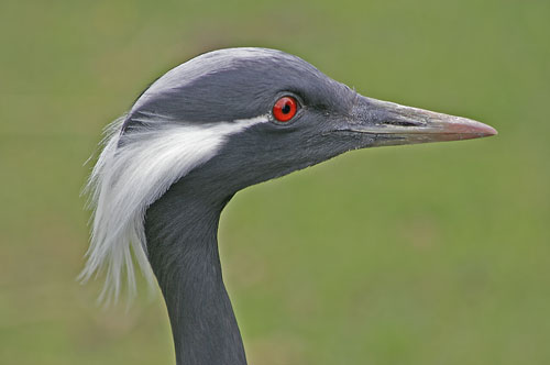 Demoiselle Crane