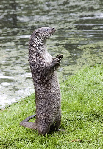 Otter
