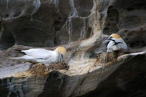 nesting Gannets
