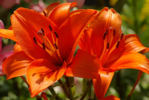 lily