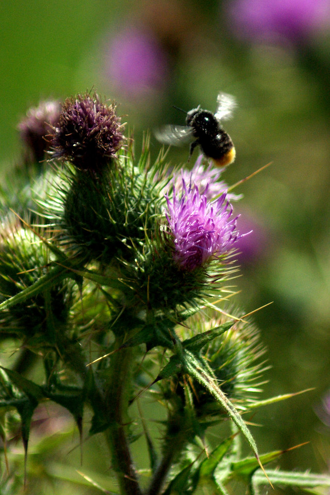 Bumblebee