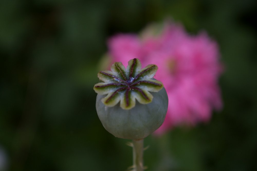 Poppy Seed