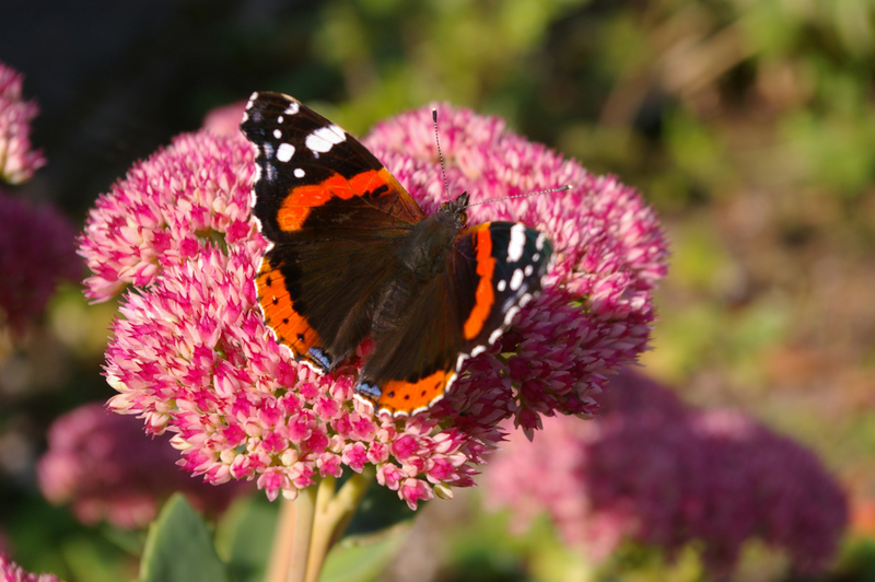 Red Admiral - I think
