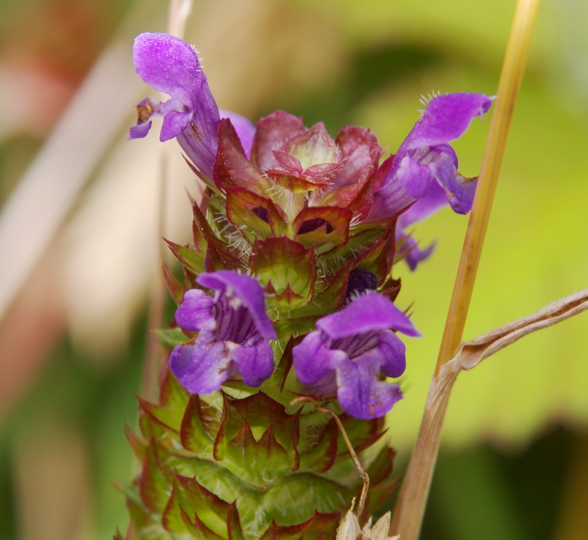 monkey faced flower