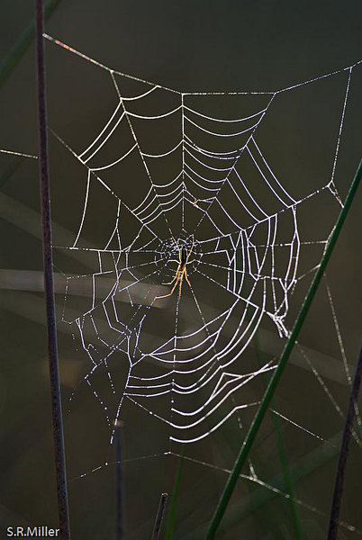 Backlit Spider on Web
