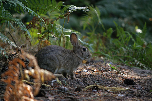 Eh, what's up doc!