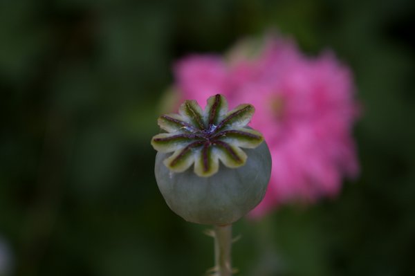 Poppy Seed