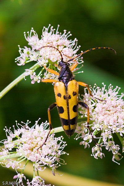 Wasp Beetle