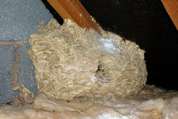 Wasp Nest