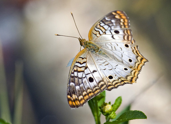 White Peacock