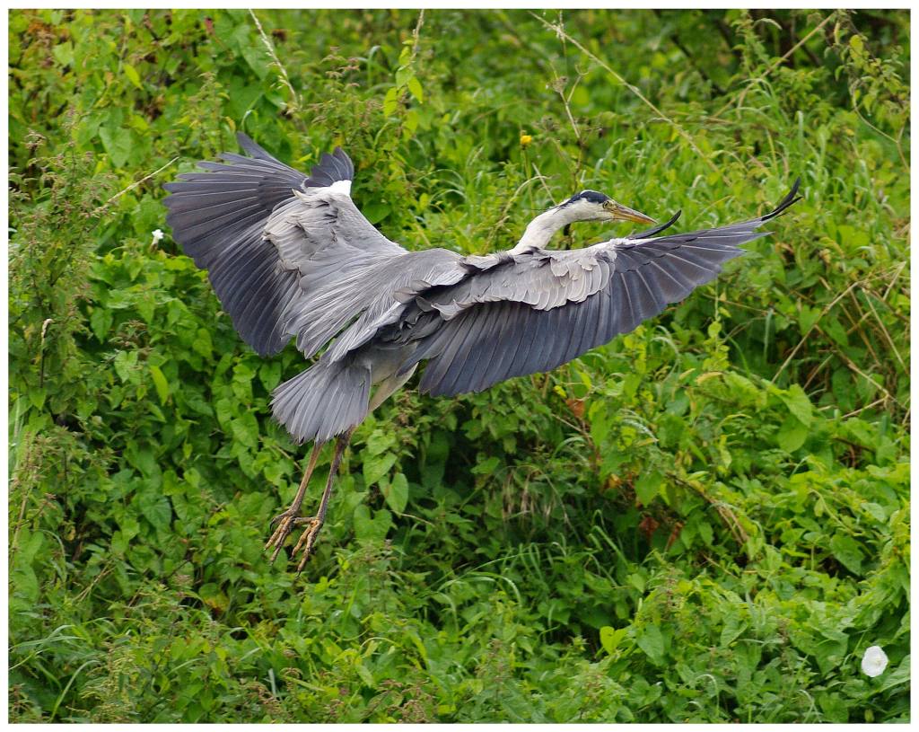 Wingspread