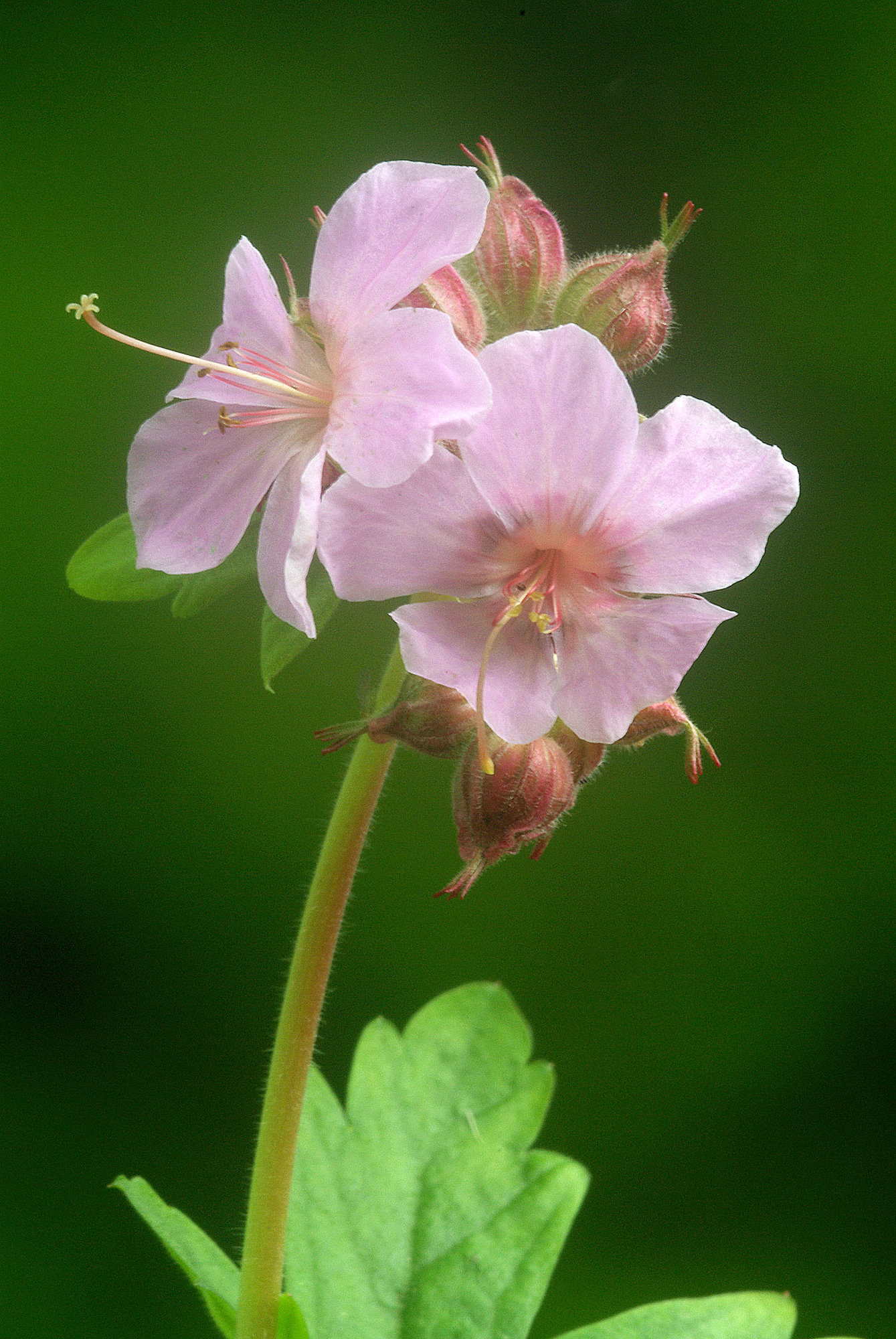 hardy geranium
