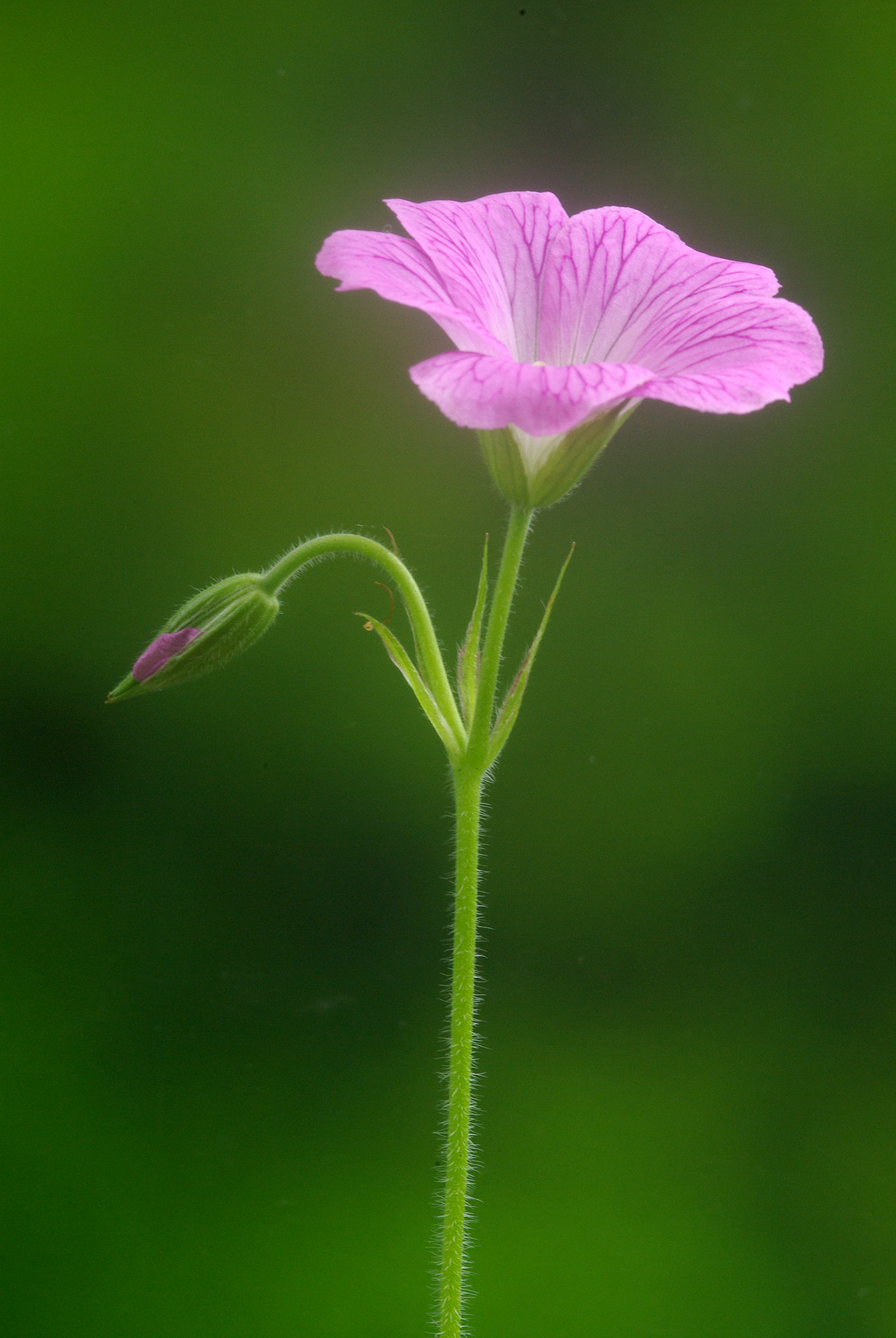 hardy geranium