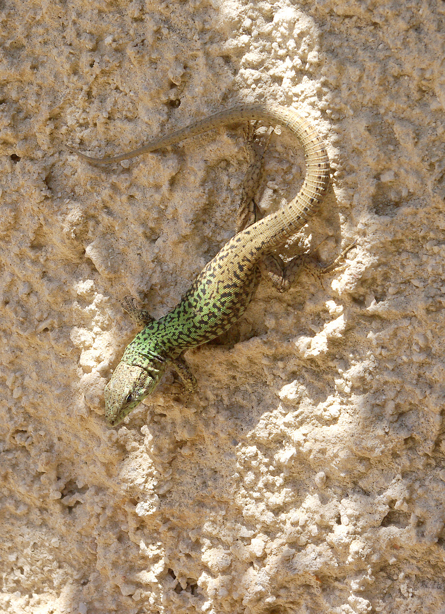 skink, naxos, cyclades