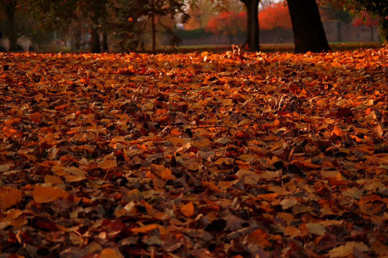 Autumn