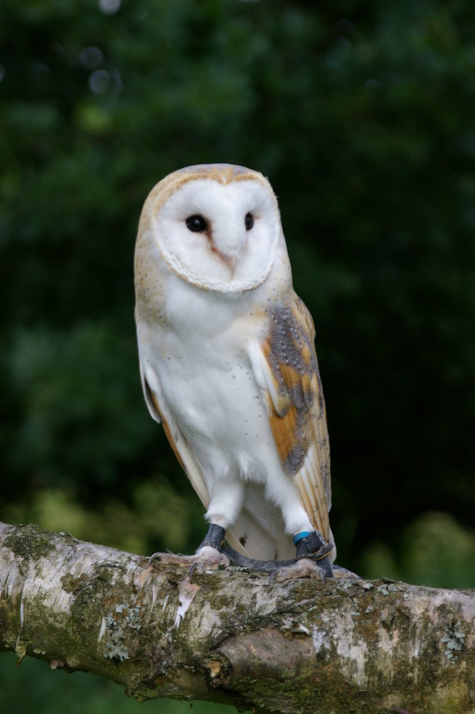 Barn Owl