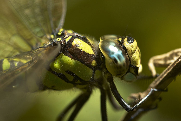Dragonfly