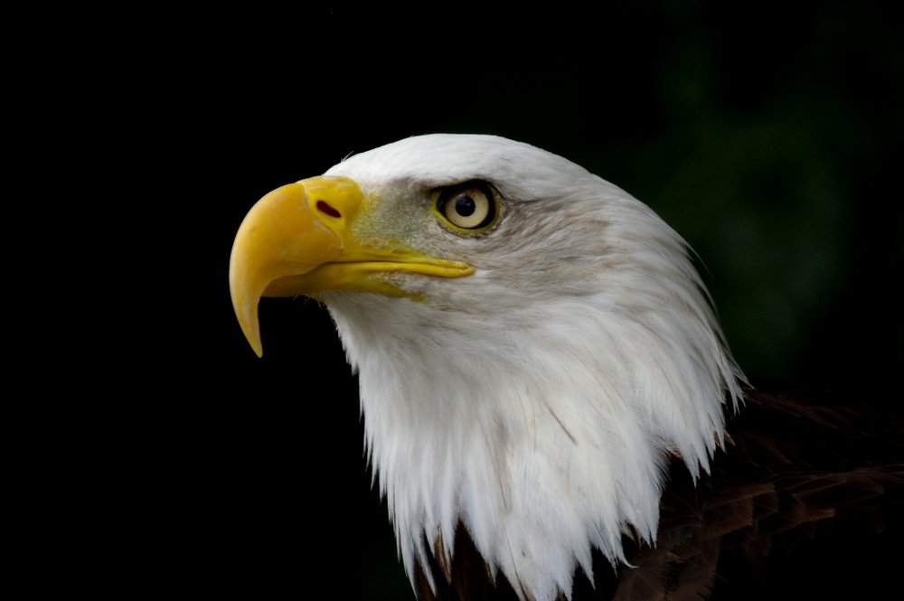 Eagle