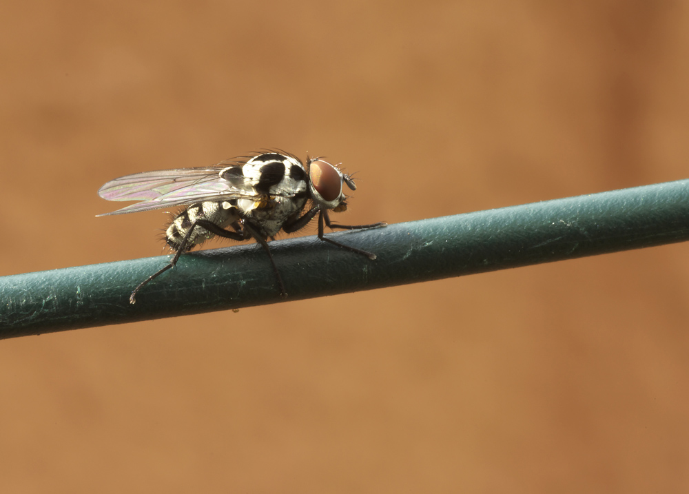 Fly on a wire