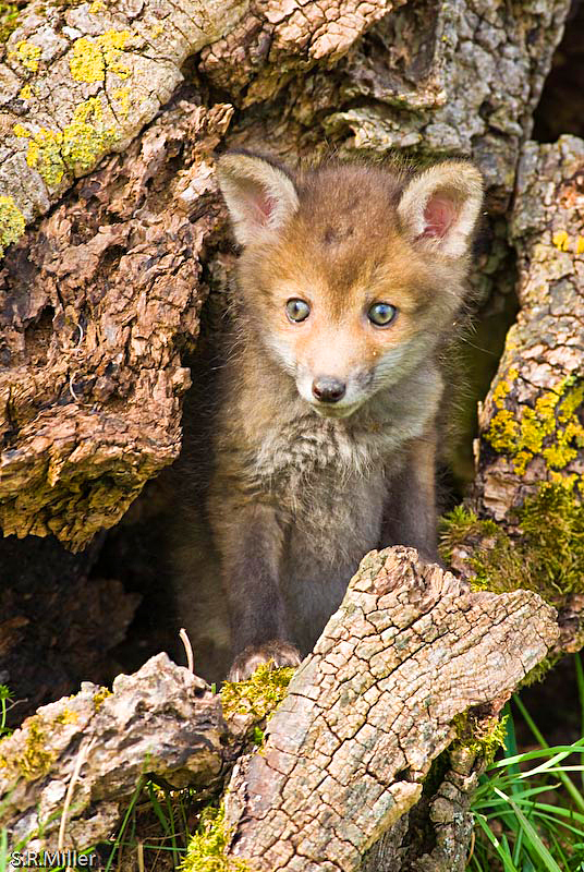 Fox Cub