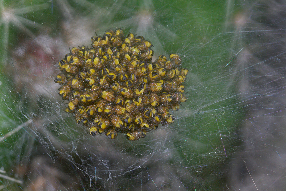 Nest of Garden Spiders