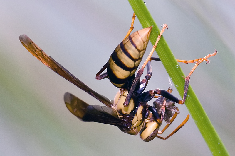Wasp