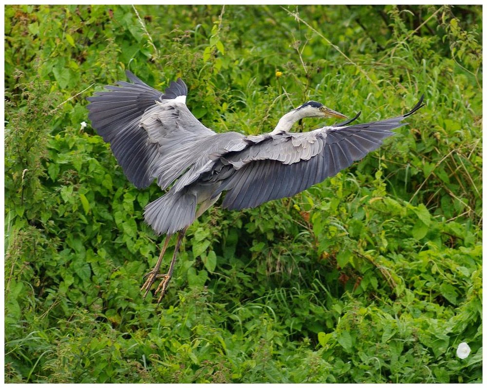 Wingspread