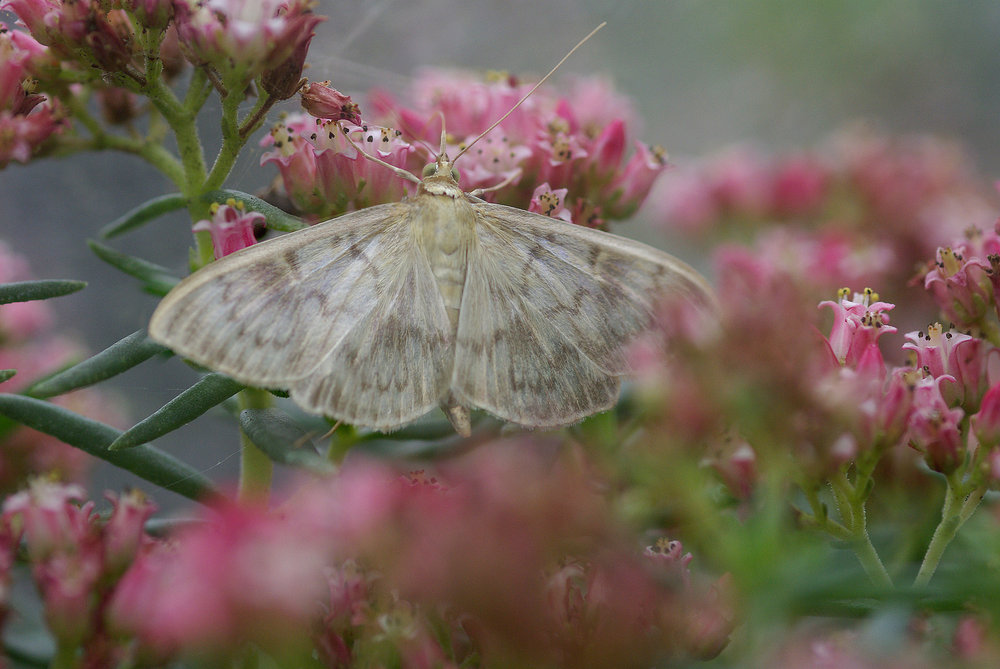 mother of pearl moth