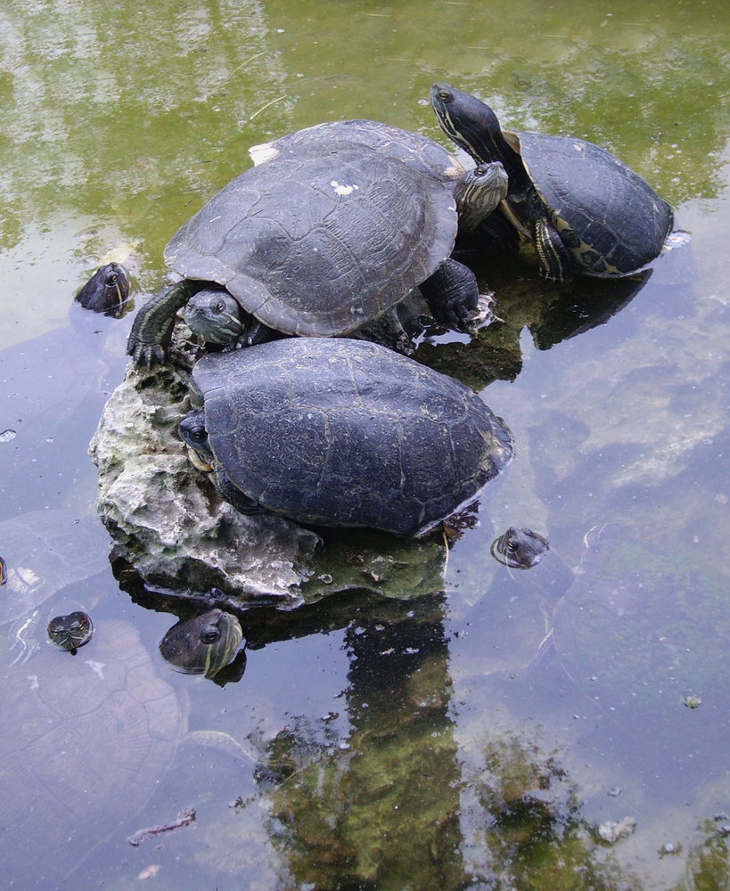 turtles on the zapata peninsular, cuba