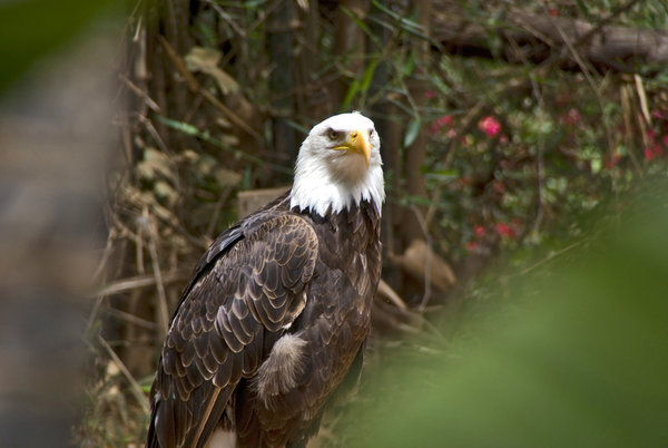 American Eagle taken on holiday