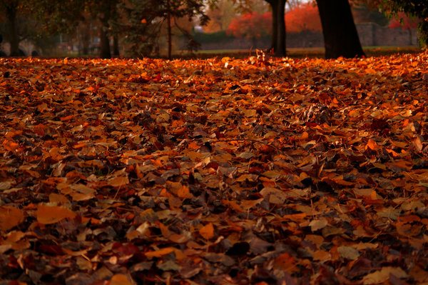 Autumn