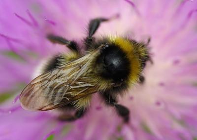 Bee buried in pink petals