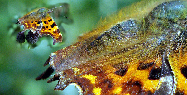 Female Comma Butterfly closeup