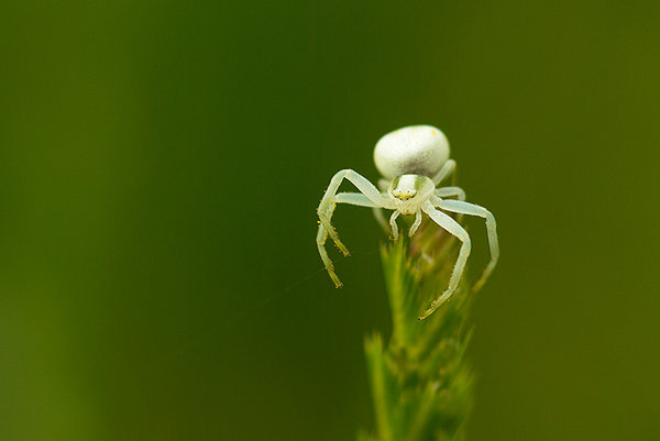 Crab Spider