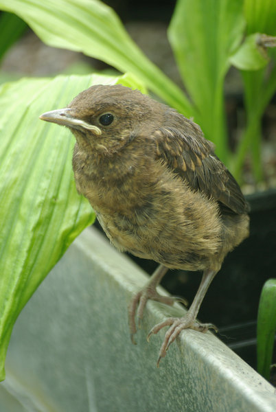 Fledgling Blackbird