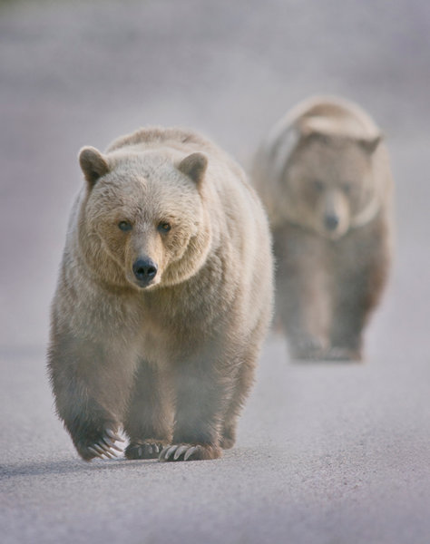 Grizzlies in the Mist