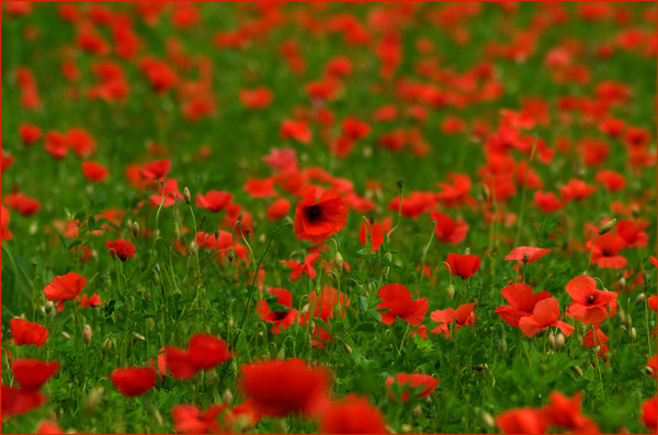 In Flanders Field