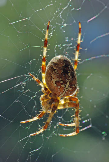 Spider