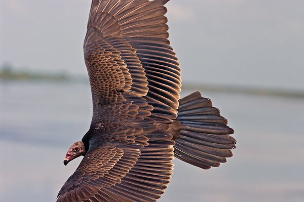 Vulture Up Close