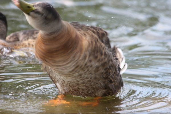 Water off a duck's back