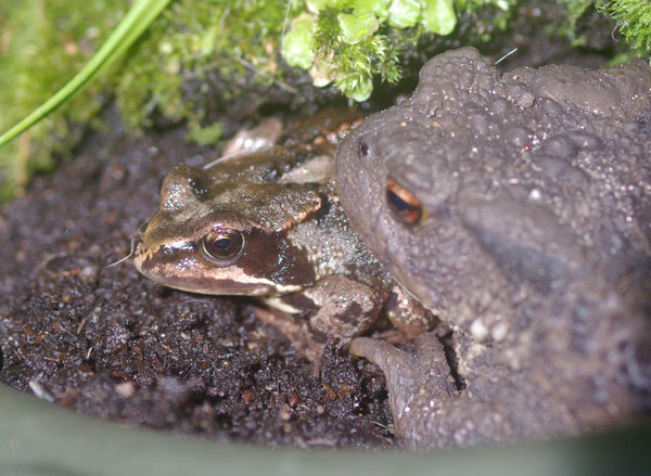 amphibian companions