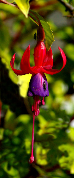 bugs on flowers 1